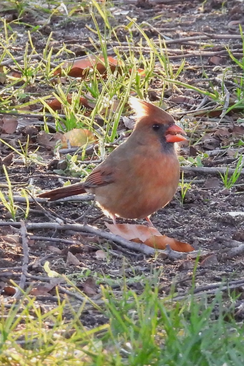 Northern Cardinal - ML646042498