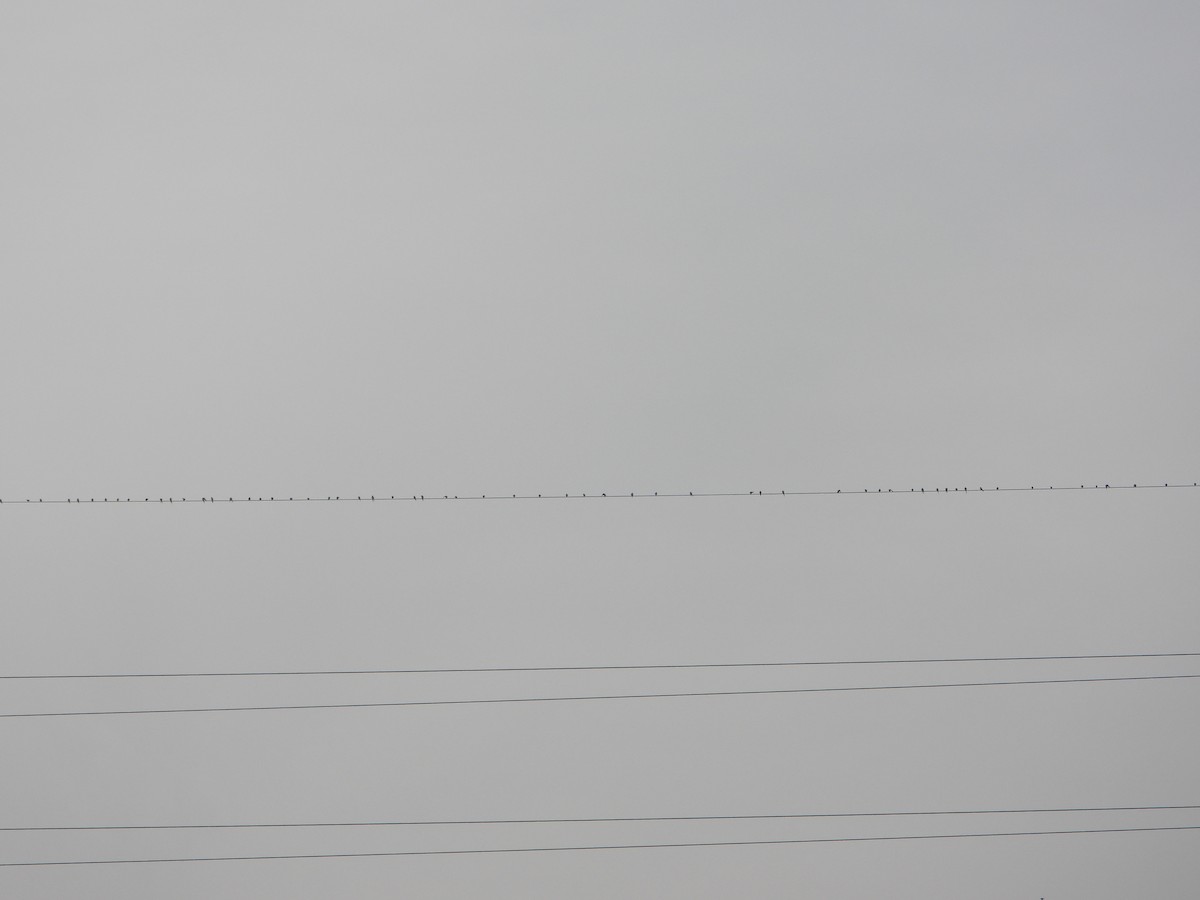 Wire-tailed Swallow - ML646042499