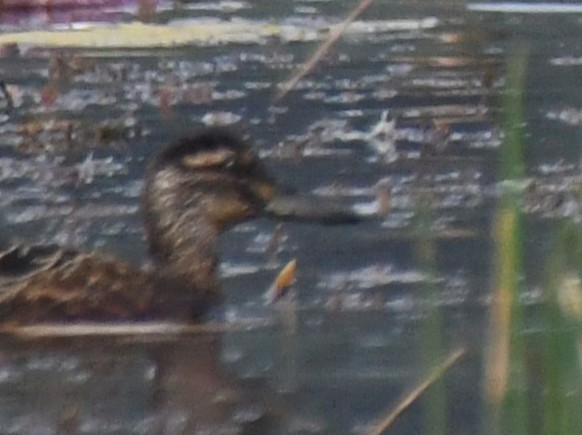 Garganey - ML646042500