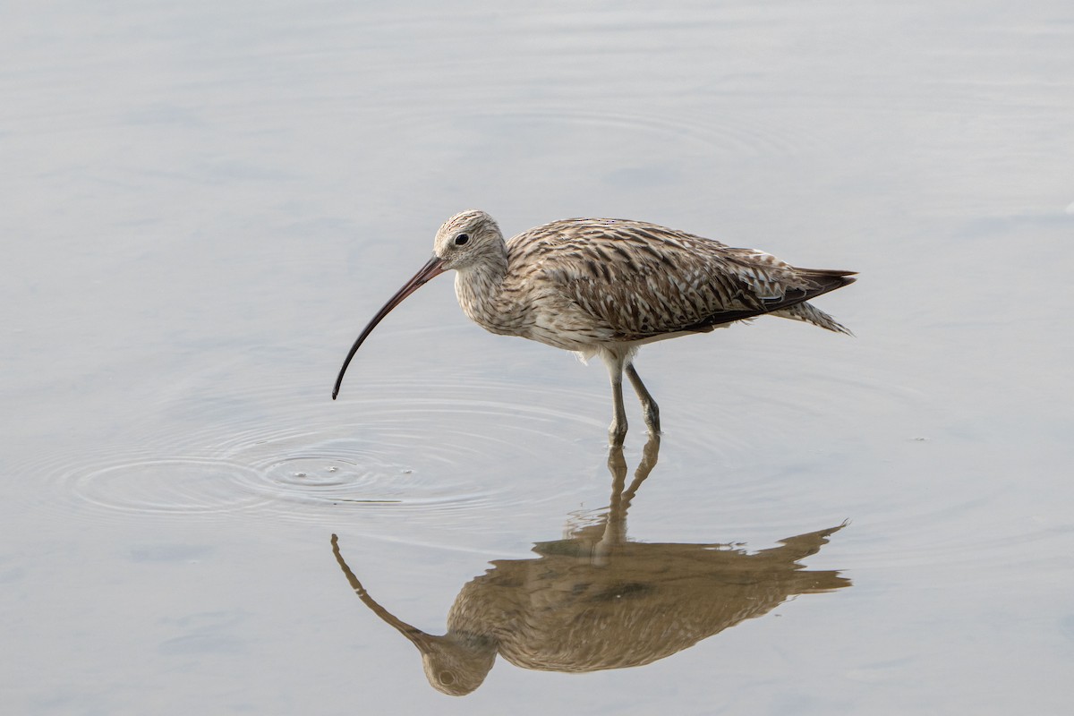 Eurasian Curlew - ML646042506