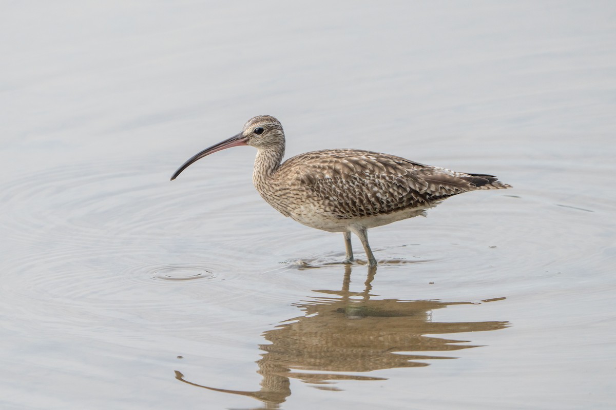 Eurasian Whimbrel - ML646042508