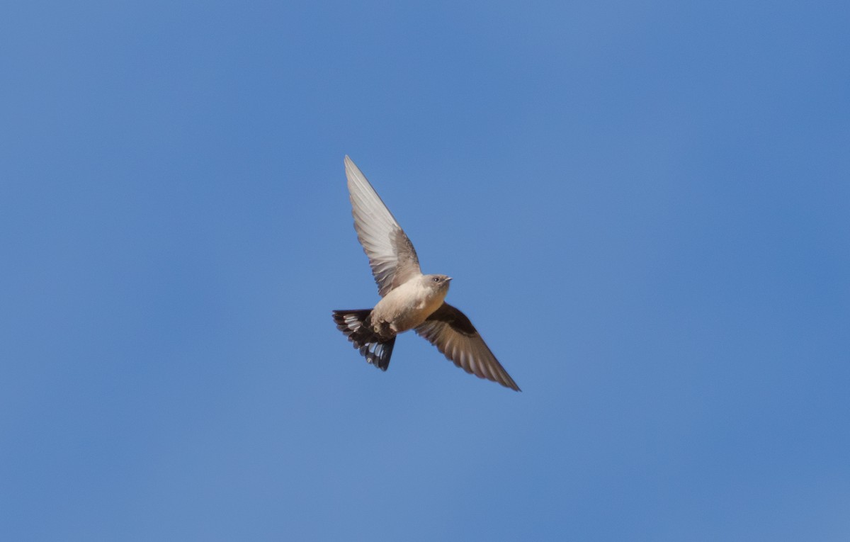 Eurasian Crag-Martin - ML646042509