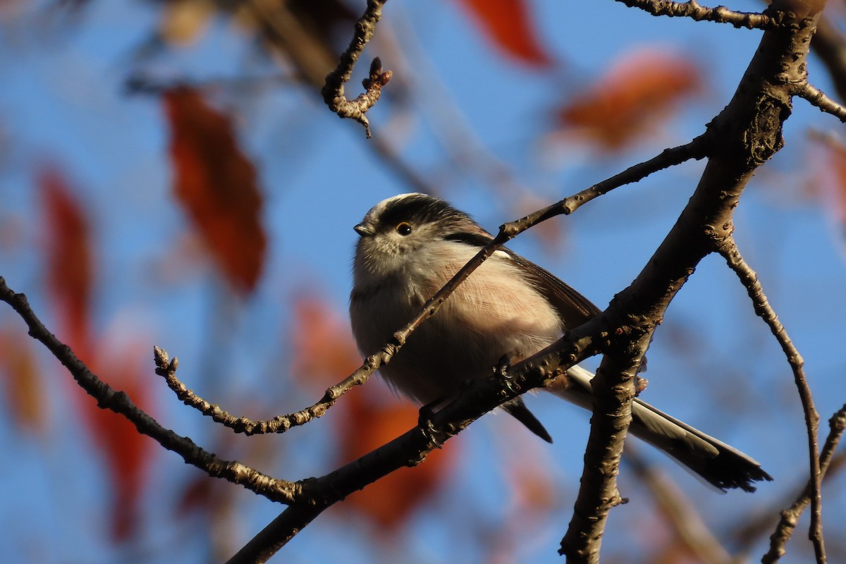 Long-tailed Tit - ML646042510