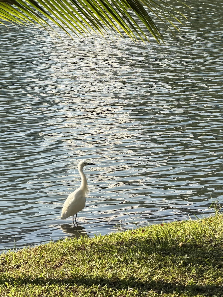 Little Egret - ML646042512
