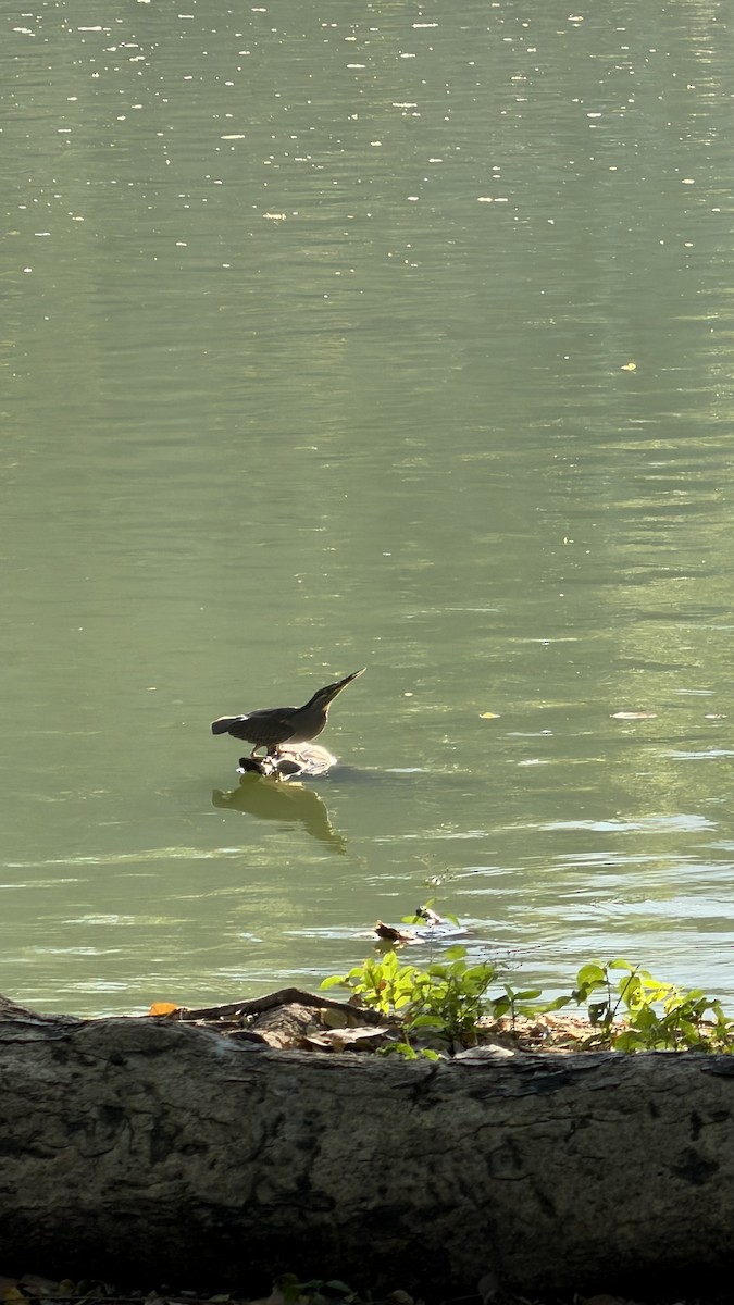 Little Heron - ML646042515