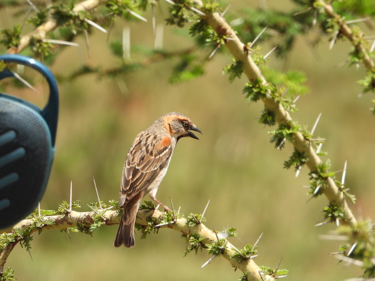 Kenya Rufous Sparrow - ML646042527