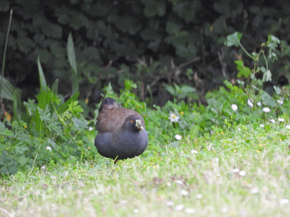 Kara Kuyruklu Yertavuğu - ML646042543