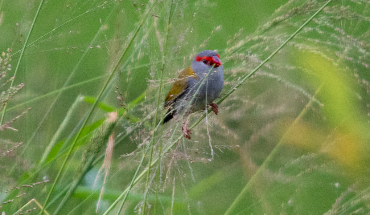 Al Kaşlı Belikınalı - ML646042559