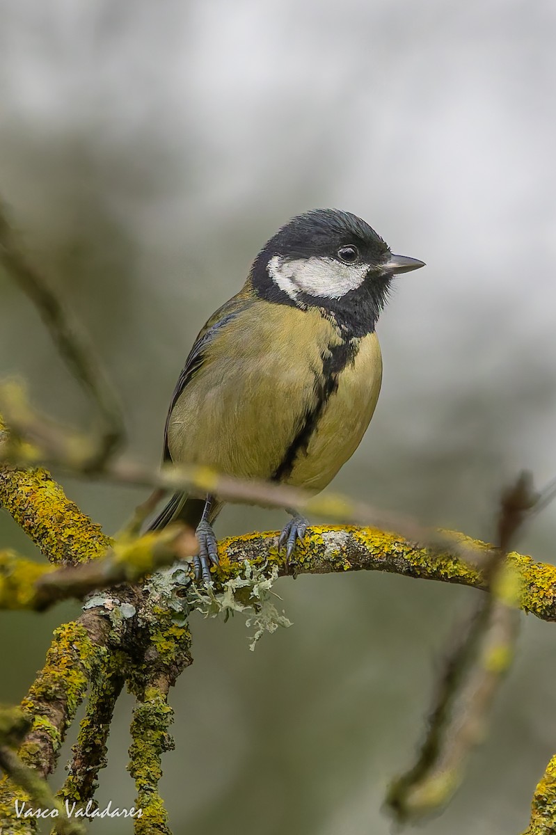 Büyük Baştankara - ML646042563