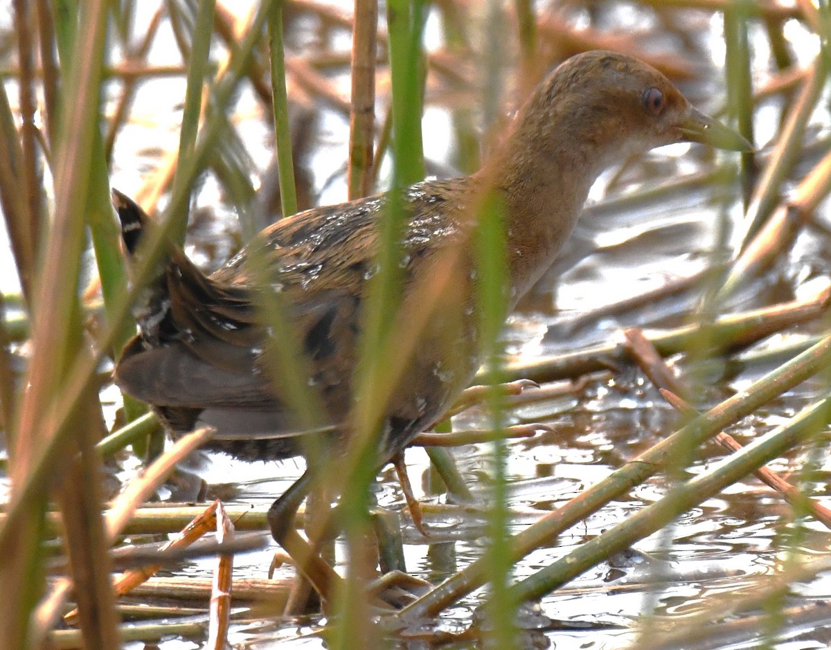 Küçük Suyelvesi - ML646042564