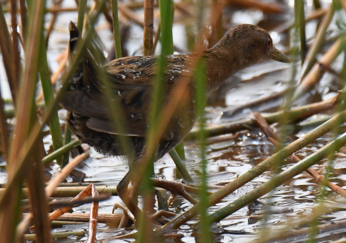 Küçük Suyelvesi - ML646042565