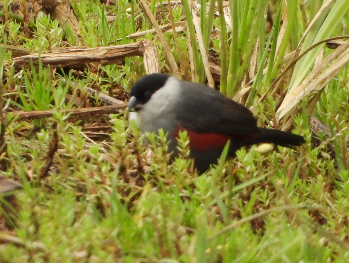 Kandt Mumgagası - ML646042566