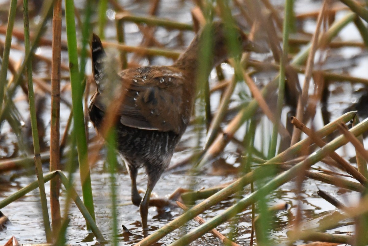 Küçük Suyelvesi - ML646042567