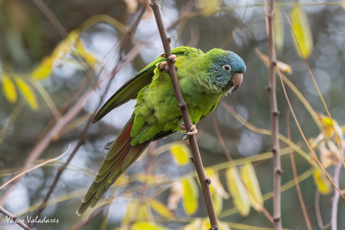 Mavi Alınlı Papağan - ML646042568