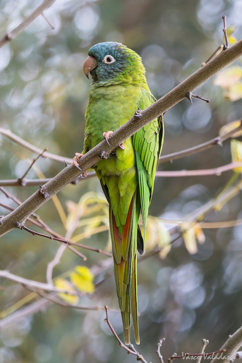 Mavi Alınlı Papağan - ML646042569