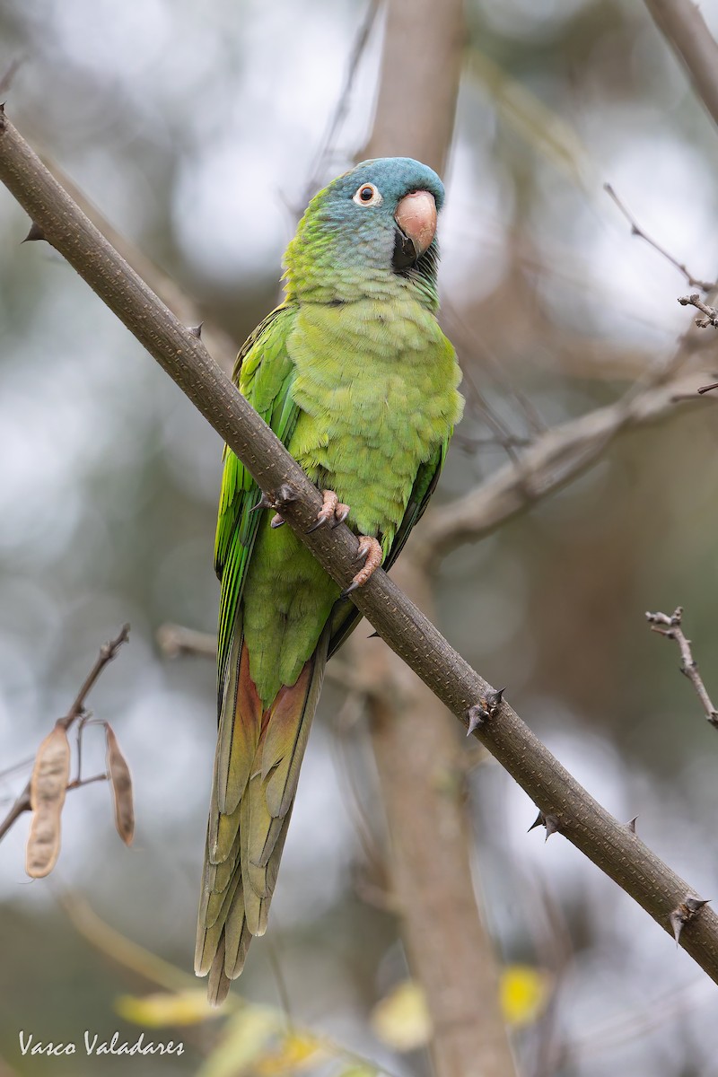 Mavi Alınlı Papağan - ML646042571