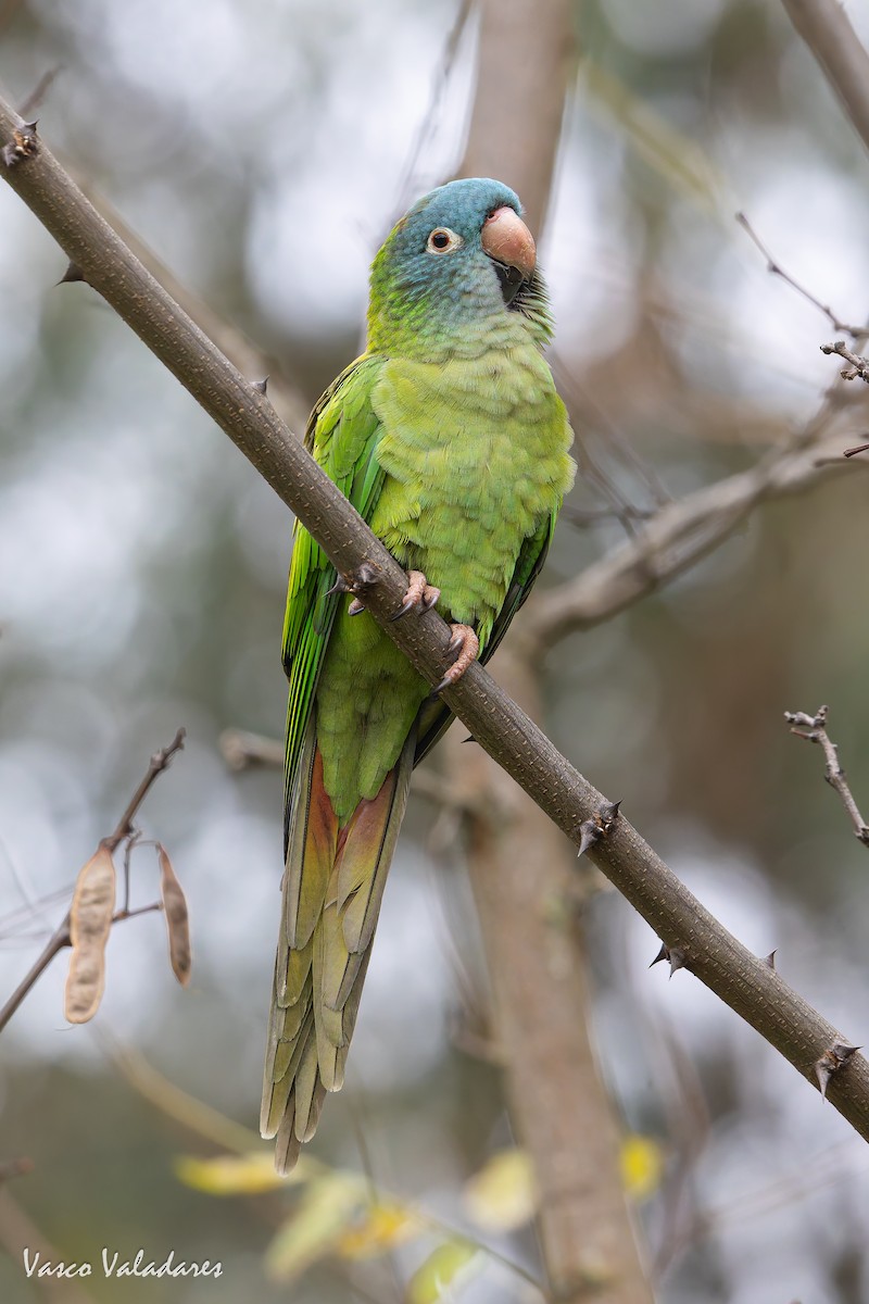 Mavi Alınlı Papağan - ML646042572