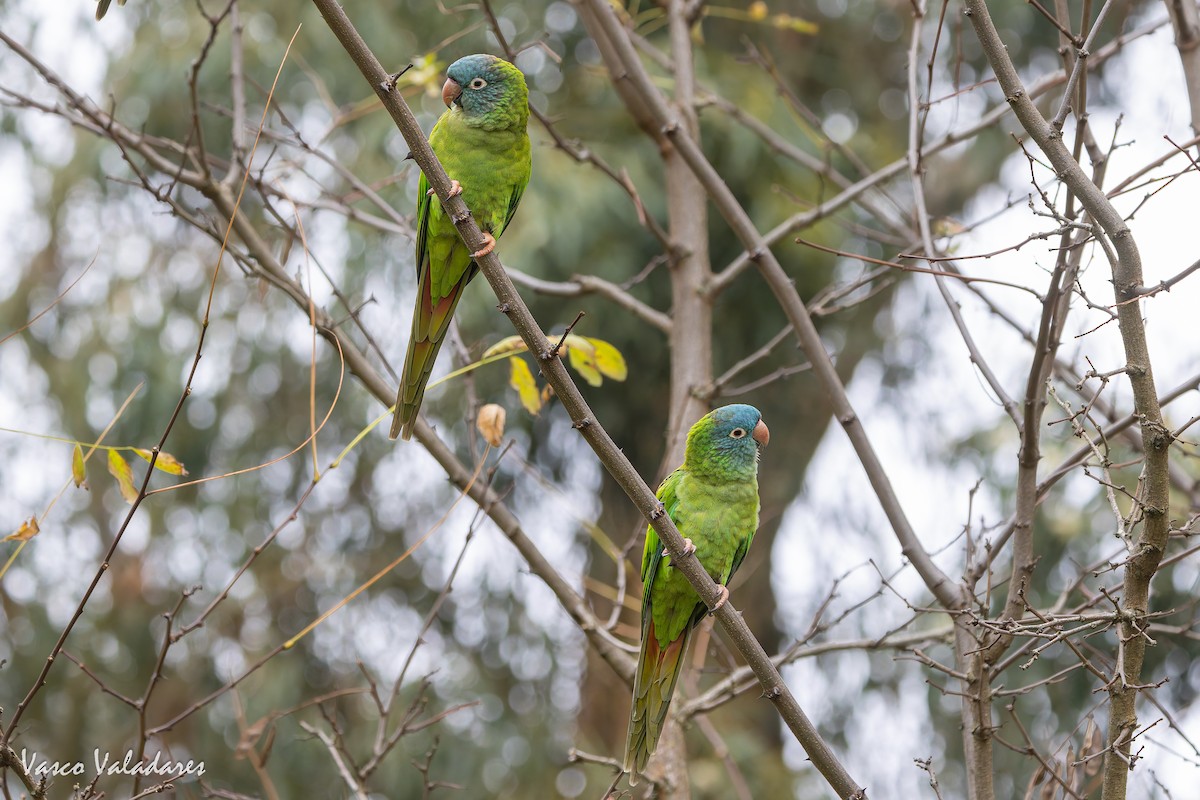 Mavi Alınlı Papağan - ML646042573