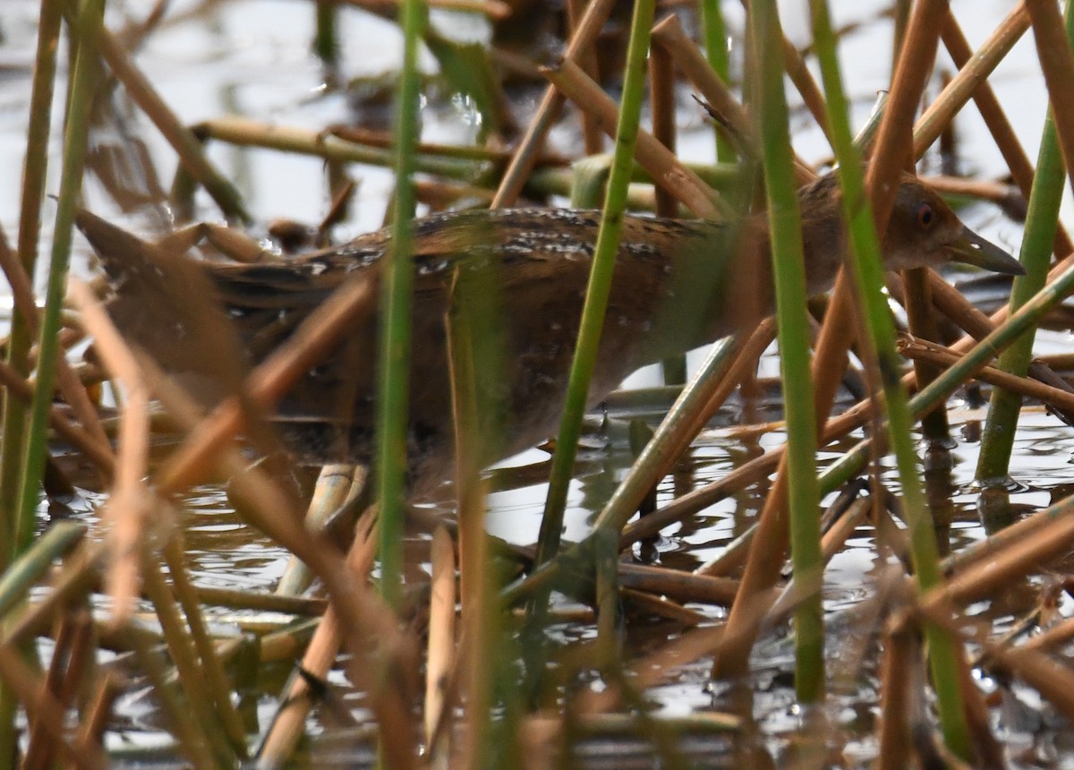 Küçük Suyelvesi - ML646042574