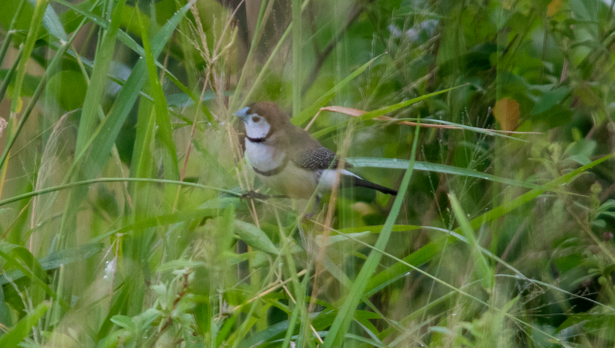 Baykuş İspinozu - ML646042575