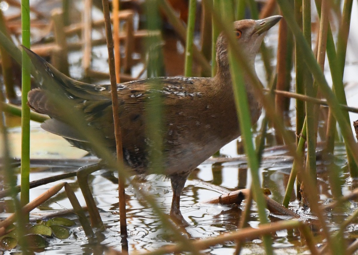 Küçük Suyelvesi - ML646042576