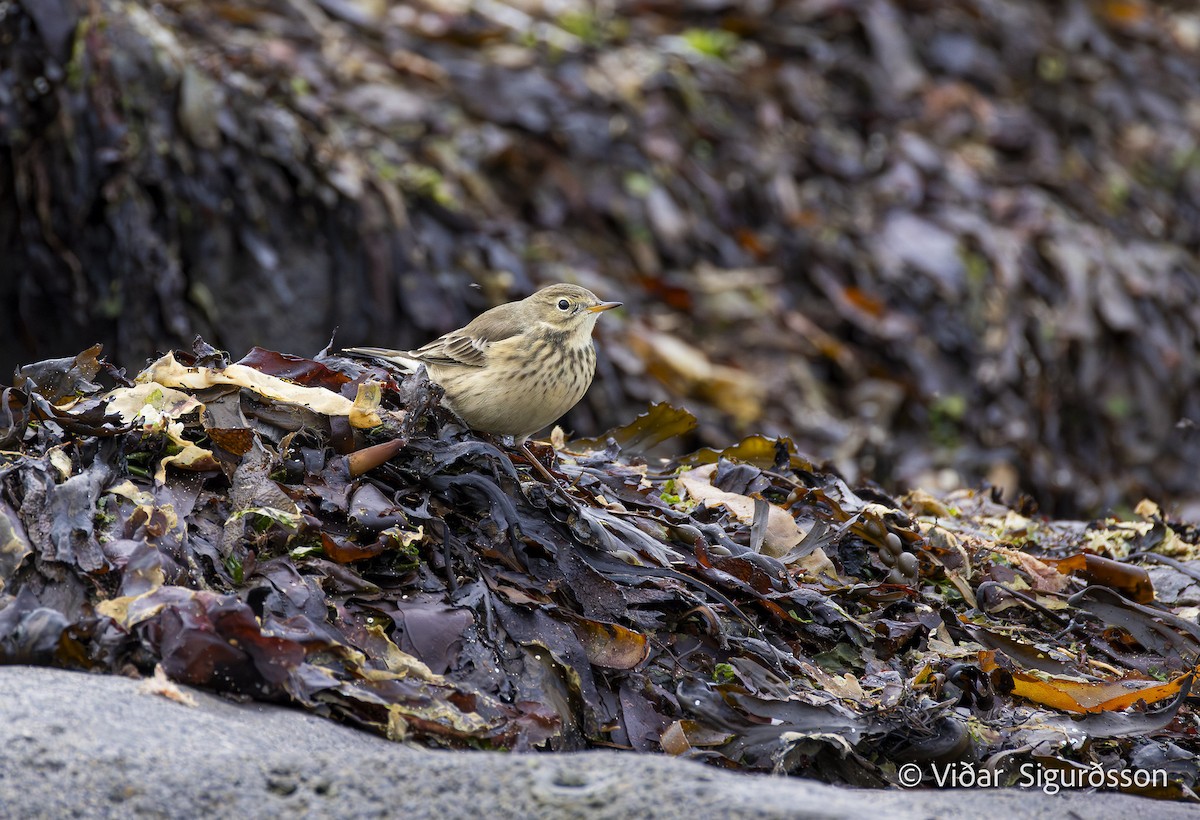American Pipit - ML646042581