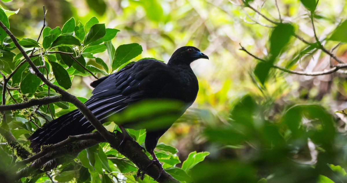 Kara Orak Kanatlı Guan - ML646042583