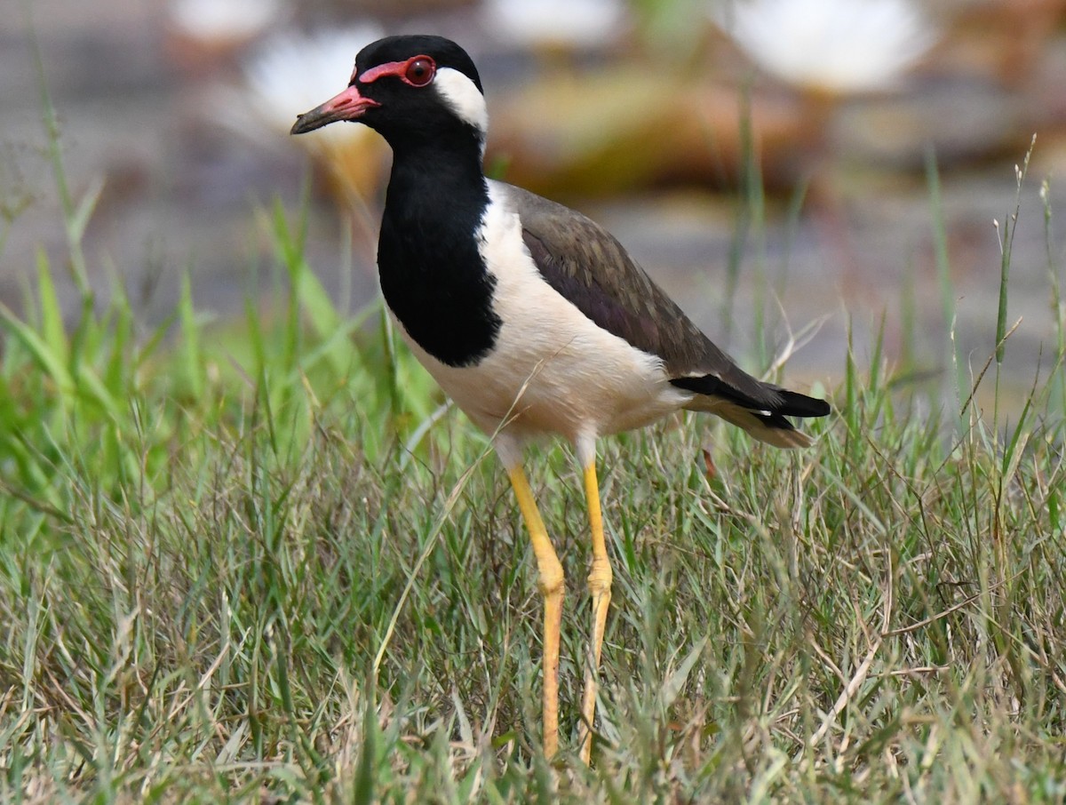 Büyük Kızkuşu - ML646042585