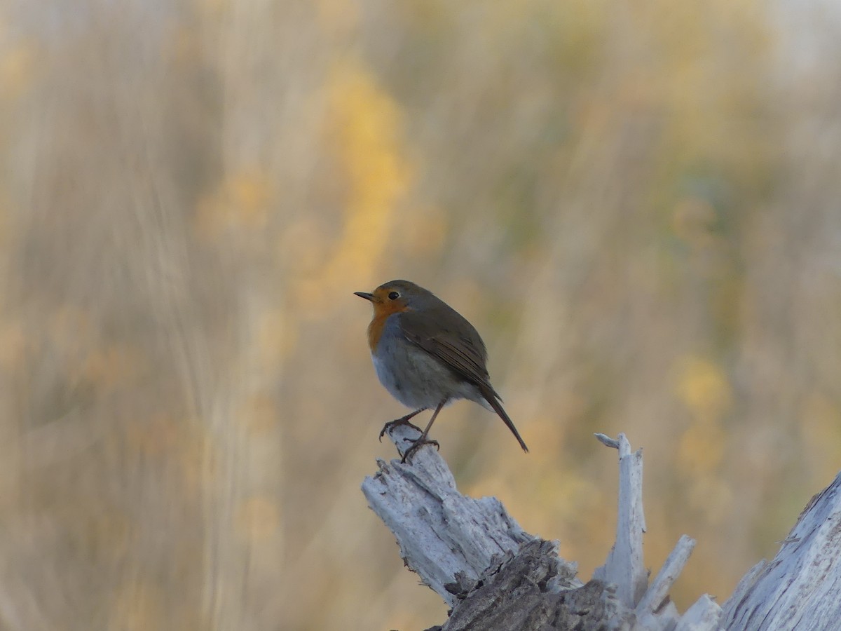 Kızılgerdan - ML646042602