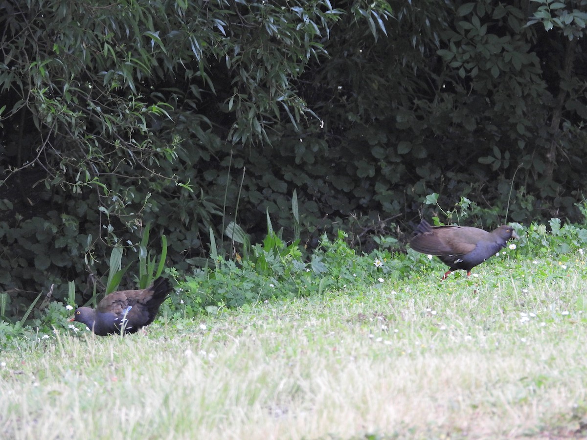 Kara Kuyruklu Yertavuğu - ML646042603