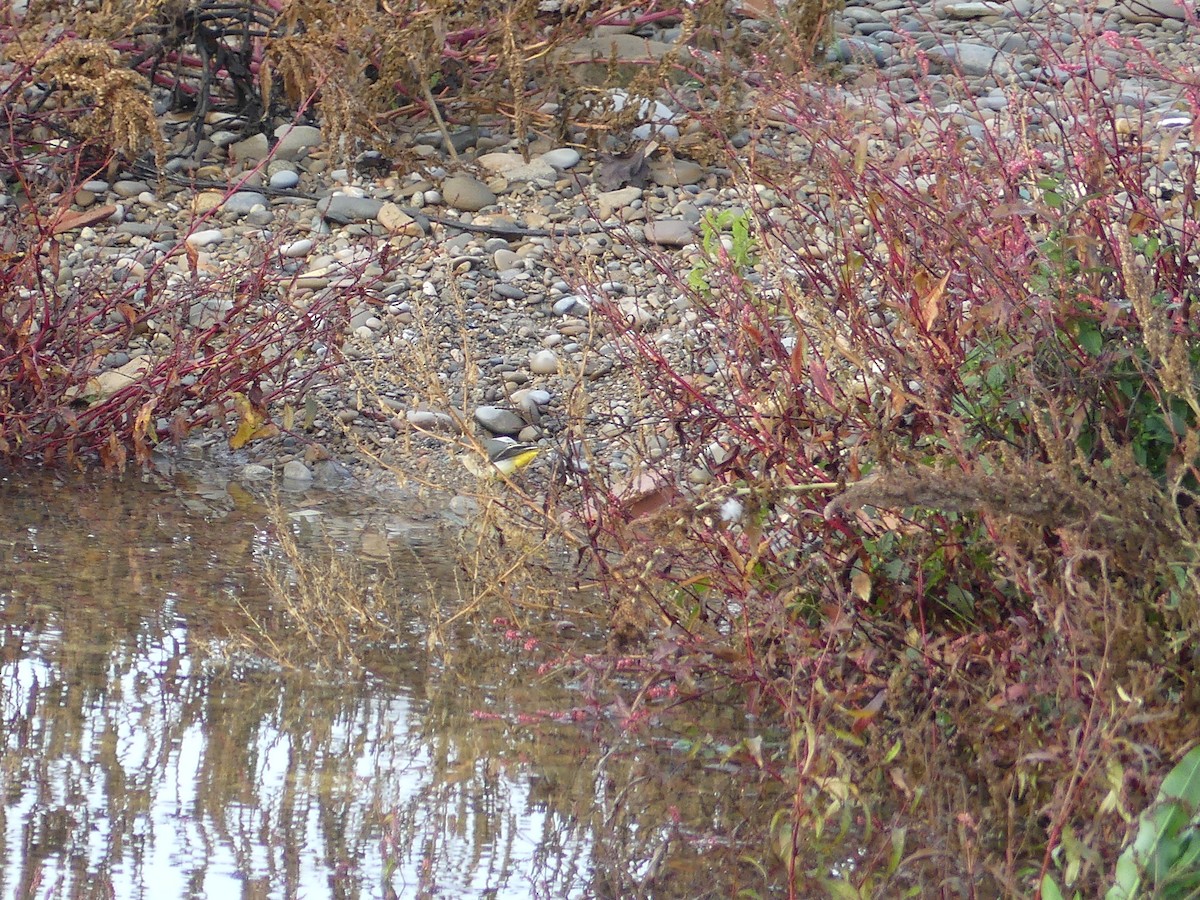 Dağ Kuyruksallayanı - ML646042607