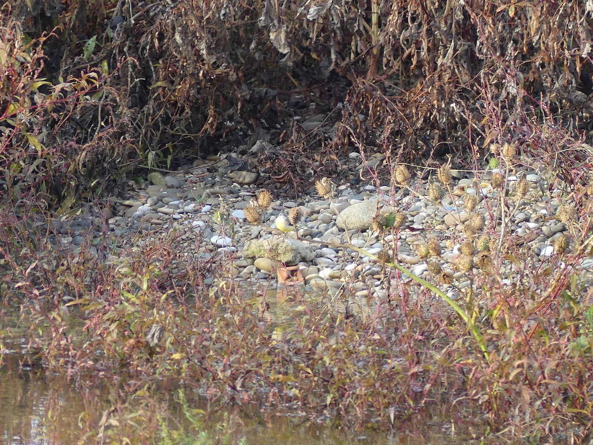 Dağ Kuyruksallayanı - ML646042608