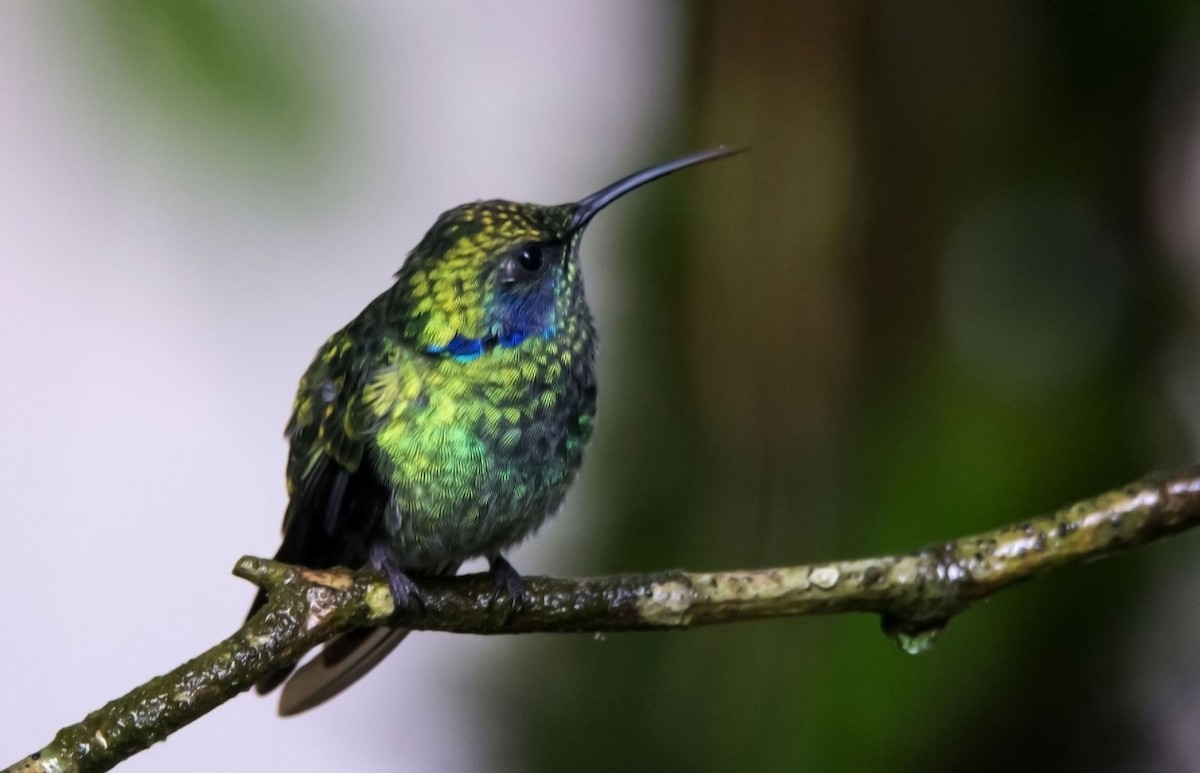 Küçük Morkulak - ML646042609