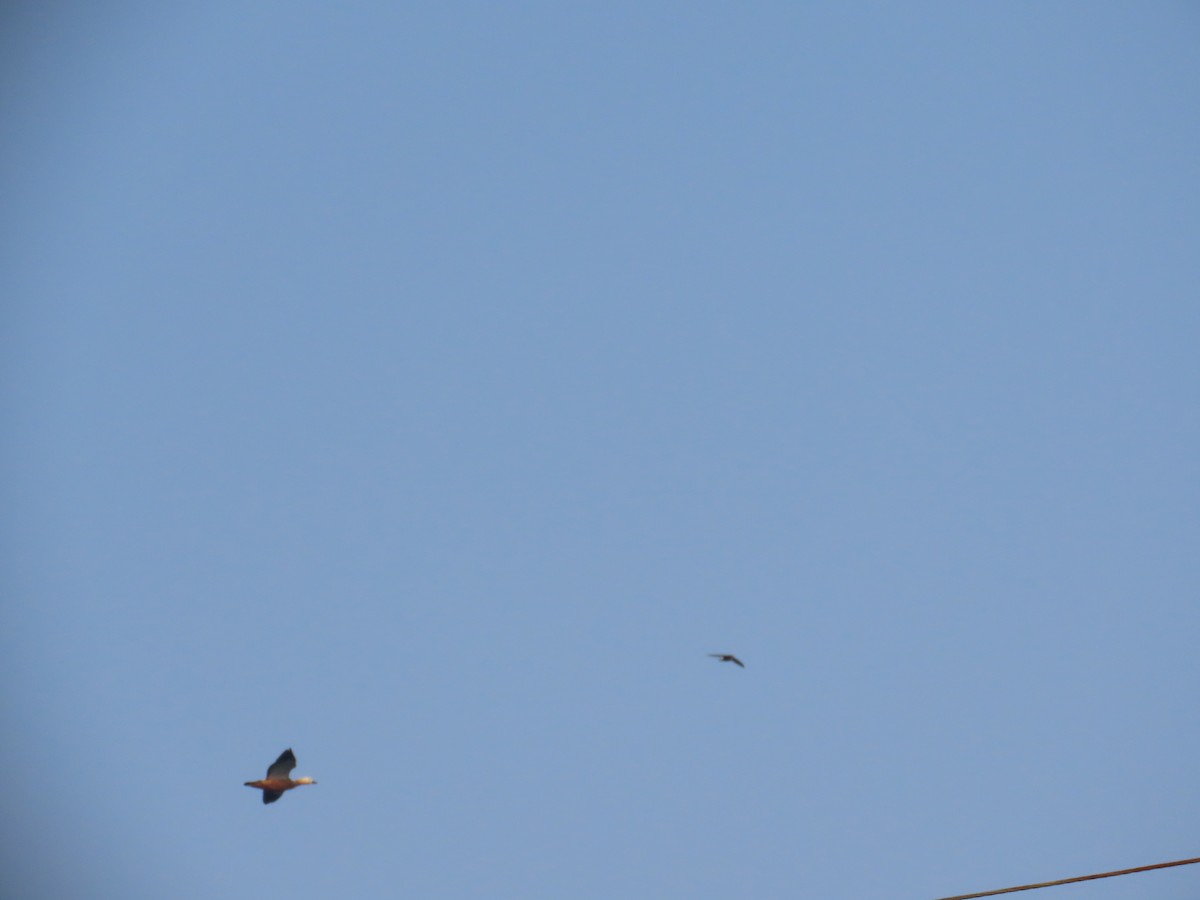 Angıt - ML646042616