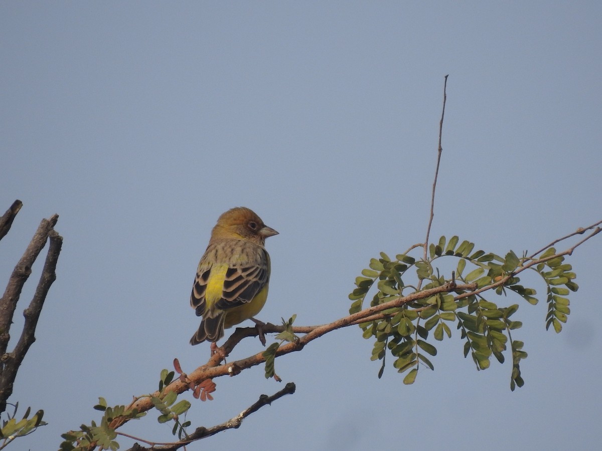 Kızıl Başlı Çinte - ML646042617