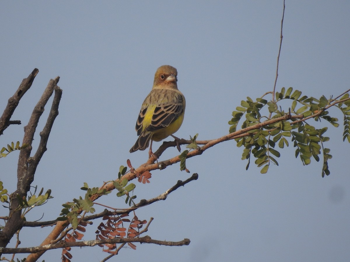 Kızıl Başlı Çinte - ML646042618