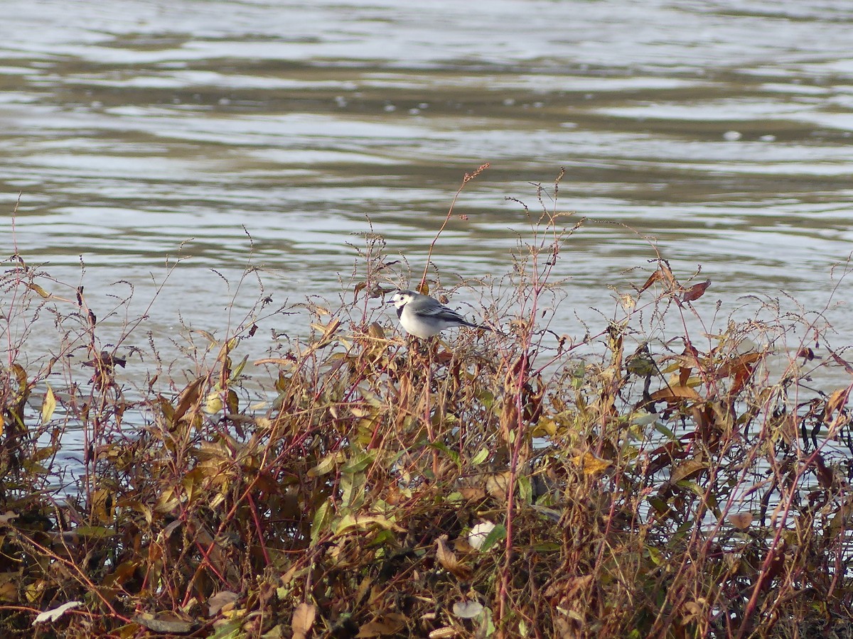 Ak Kuyruksallayan - ML646042620