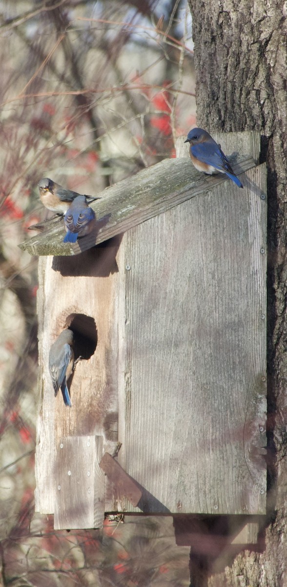 Eastern Bluebird - ML646042623