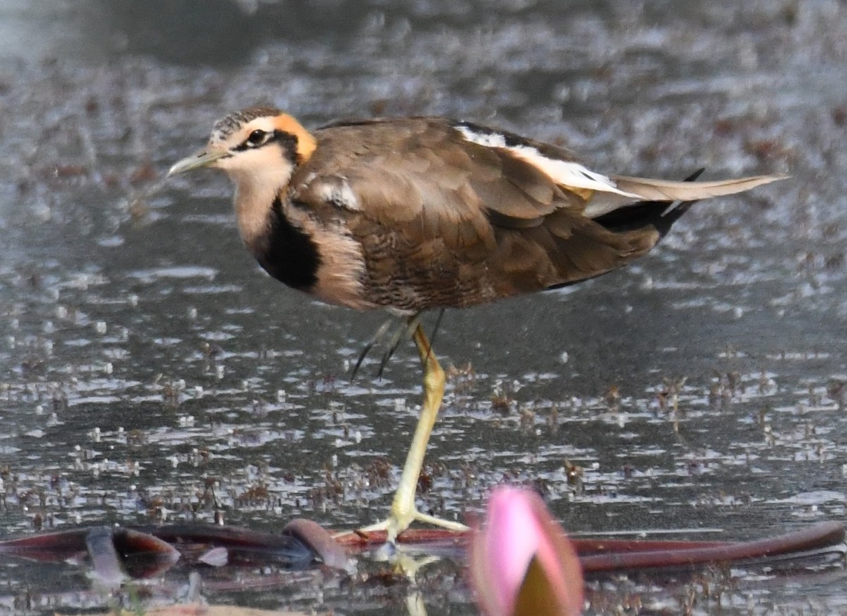 Pheasant-tailed Jacana - ML646042625