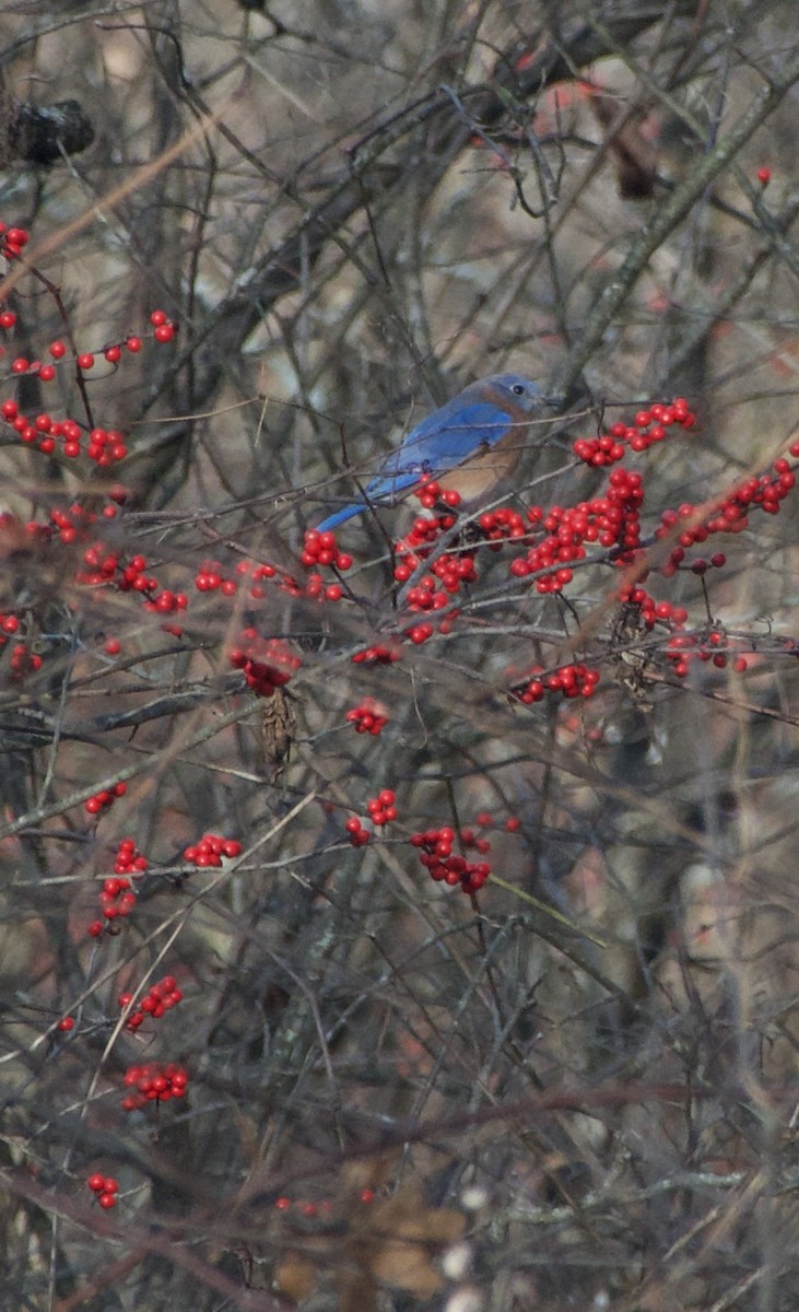 Eastern Bluebird - ML646042640