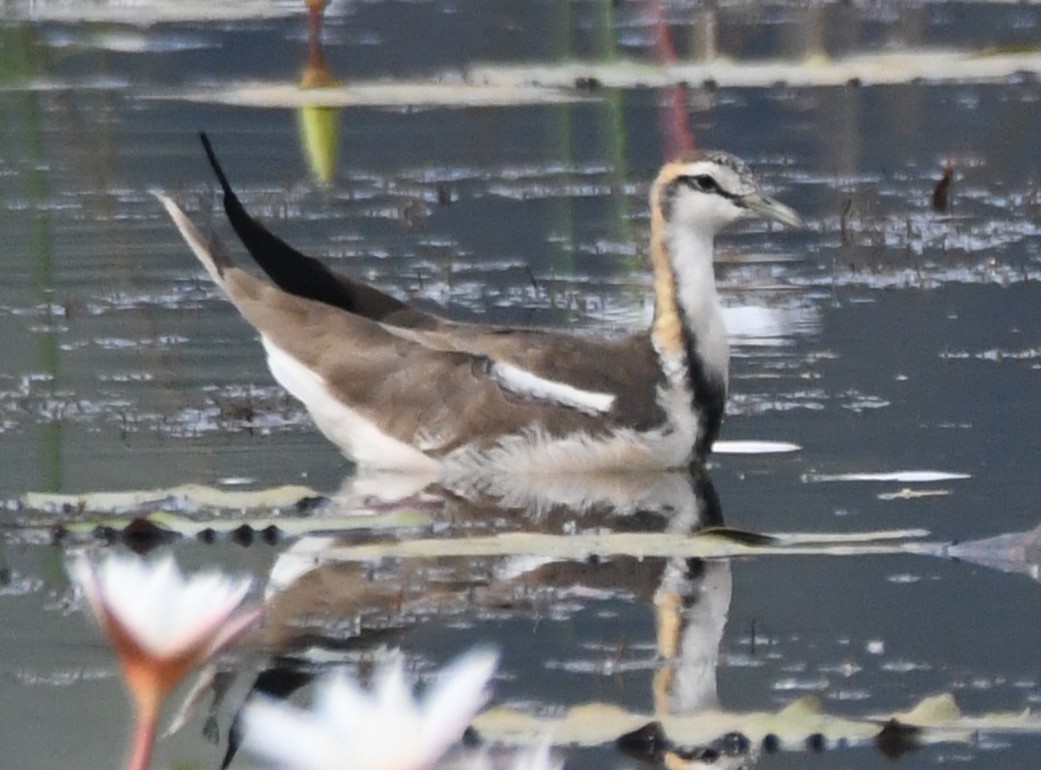 Pheasant-tailed Jacana - ML646042646