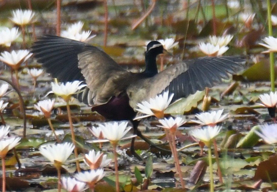 Bronze-winged Jacana - ML646042663