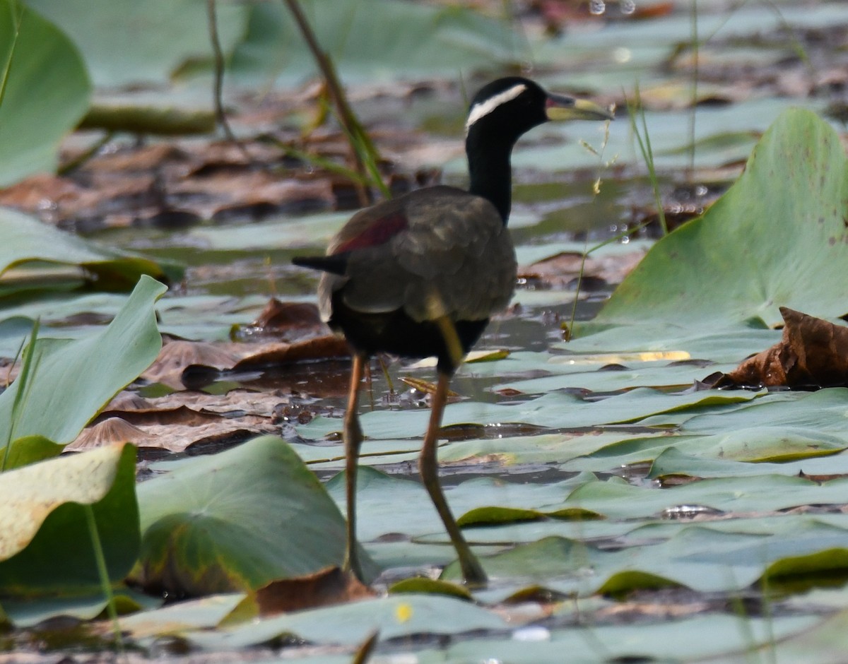 Bronze-winged Jacana - ML646042671