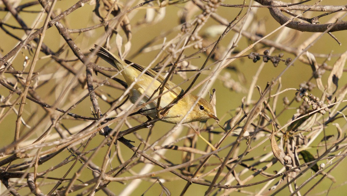 Common Chiffchaff - ML646042706