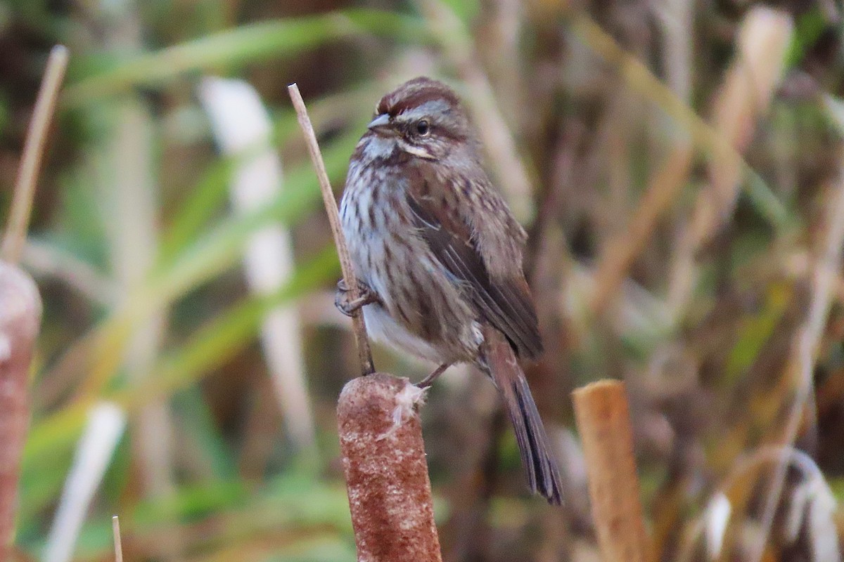 sangspurv - ML646042709