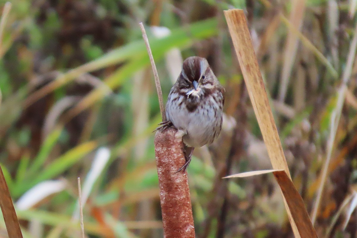 sangspurv - ML646042714