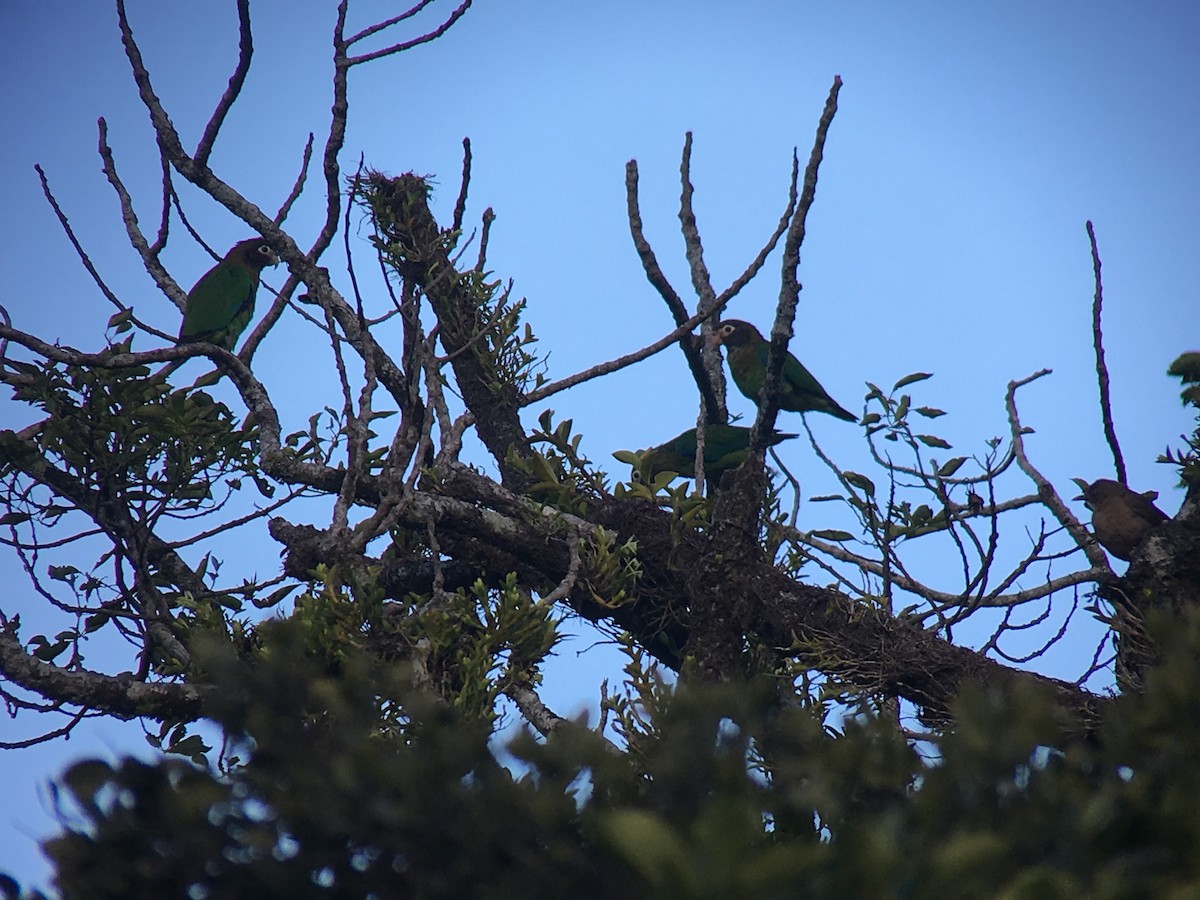 amazónek hnědohlavý - ML646042716