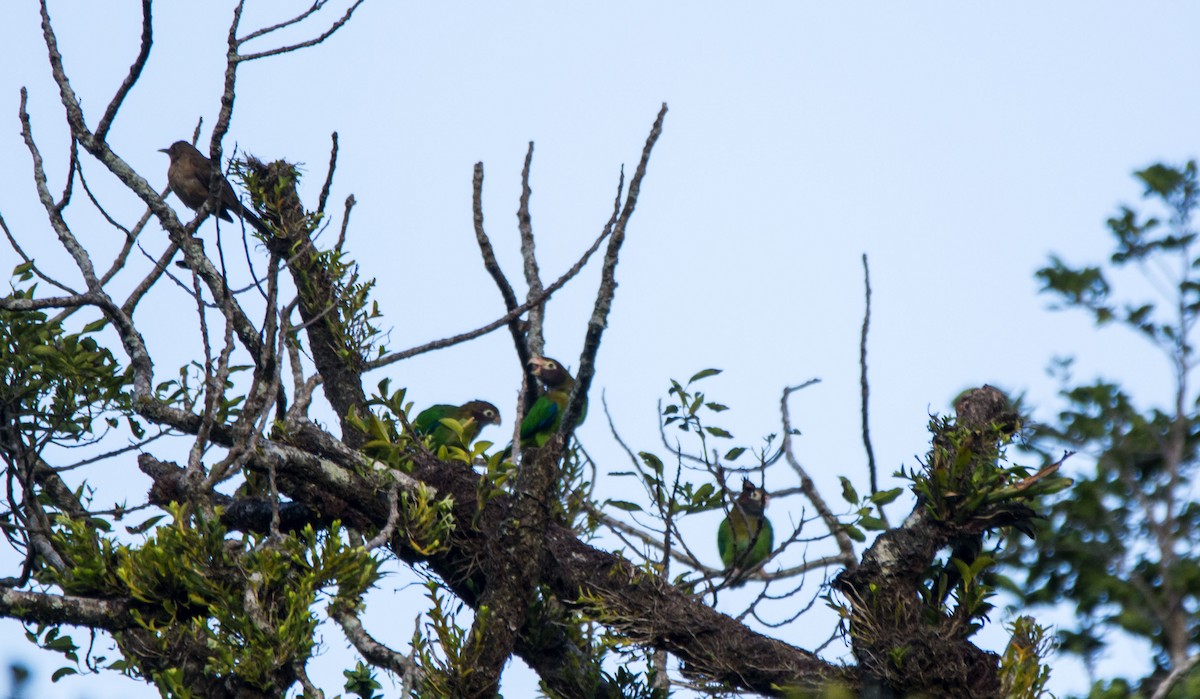 amazónek hnědohlavý - ML646042717