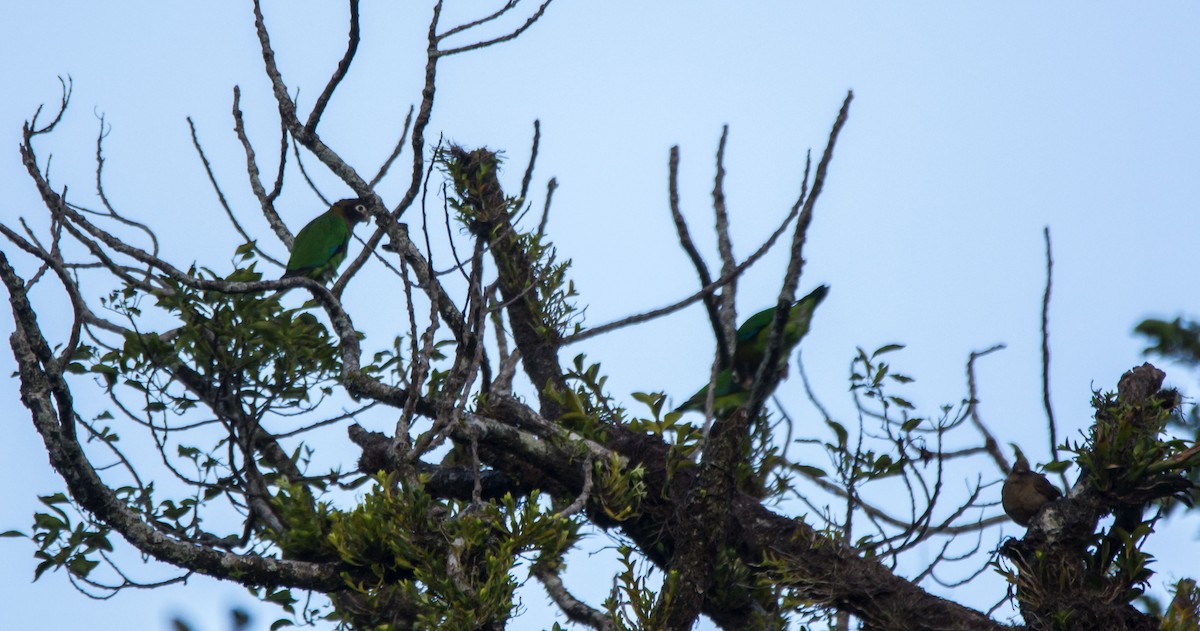 amazónek hnědohlavý - ML646042718