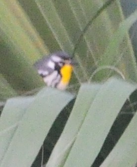 Goldkehl-Waldsänger - ML646042724